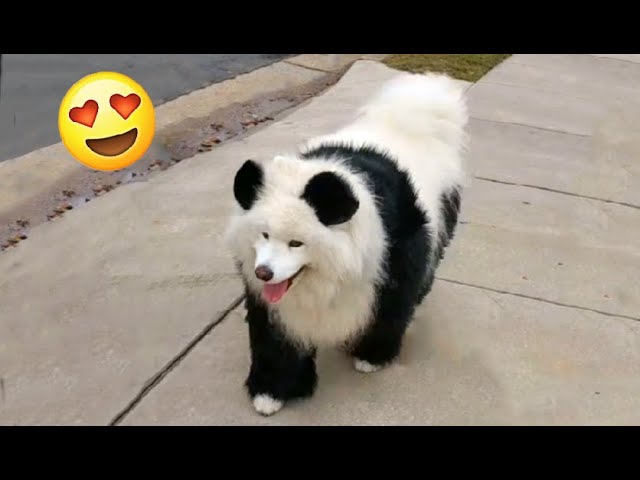 Panda Or Puppy? You Decide!