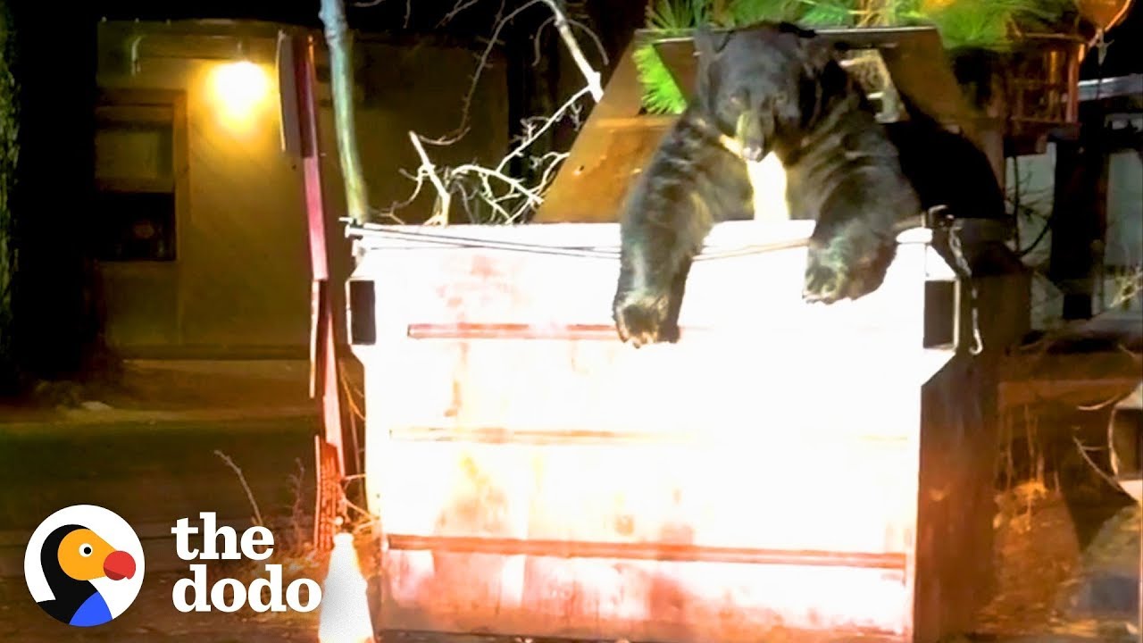 Police Help Large Bear Stuck In A Dumpster