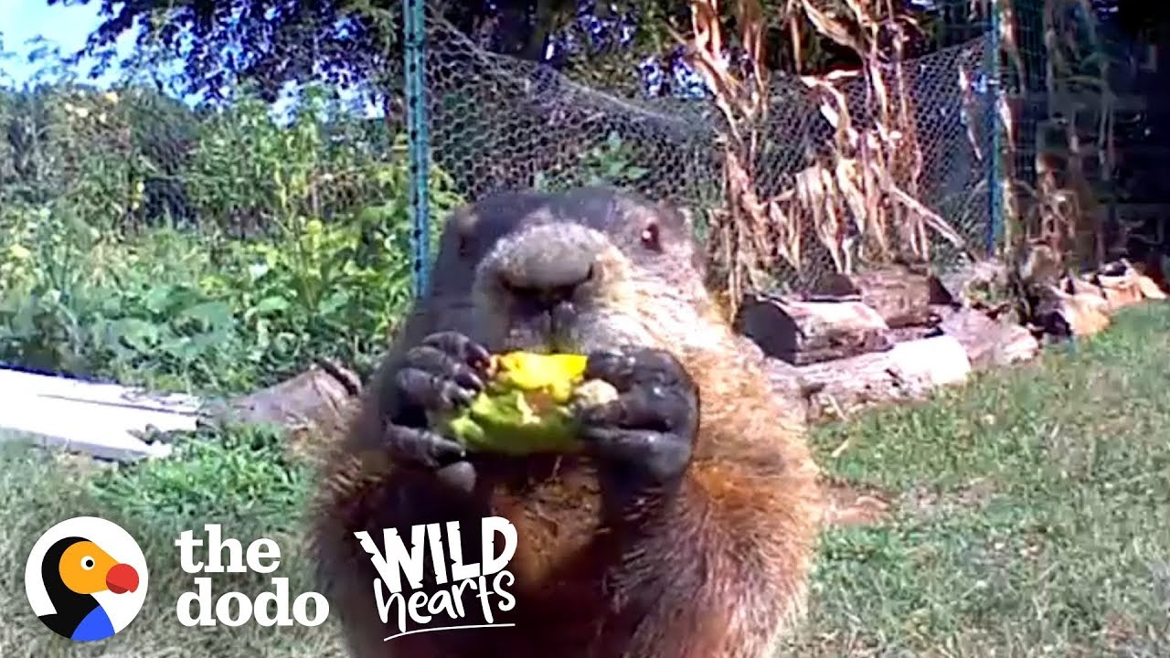 Adorable Groundhog Wins Over Man Whose Garden He Raids