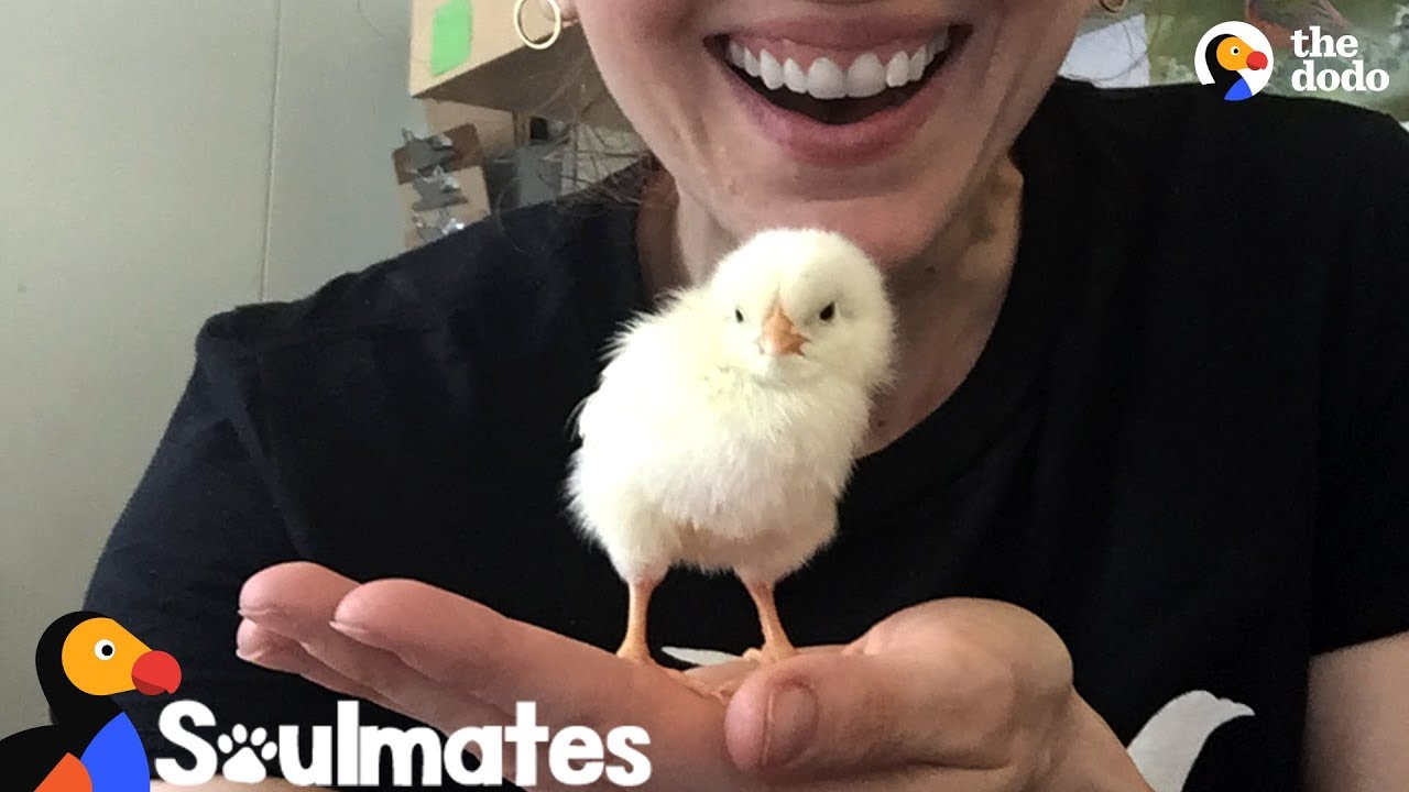 Woman Falls In Love With Chicken Rescued From The Streets Of NYC