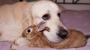 This Dog And Rabbit Are Best Friends