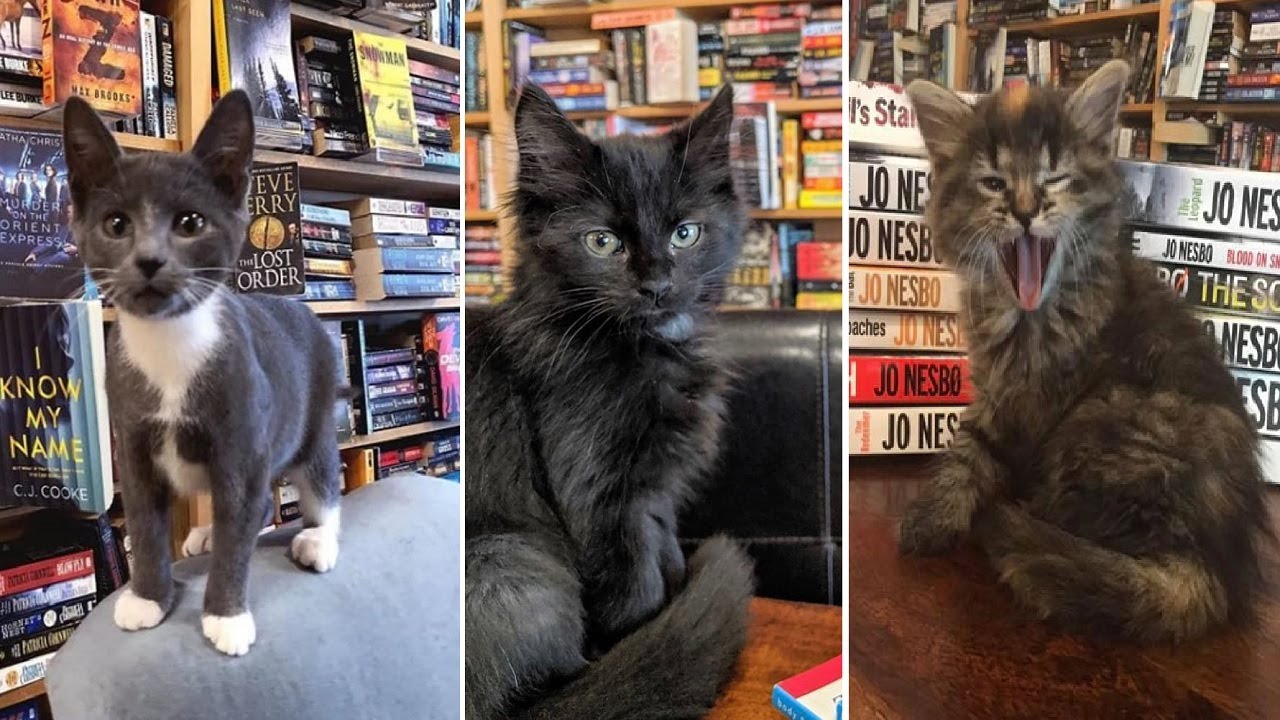 The Kitty Bookstore Where Kittens And Readers Mingle