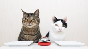 Cats Using A Bell To Get Treats