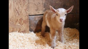 Newborn Goat Becomes Best Friends With Kittens