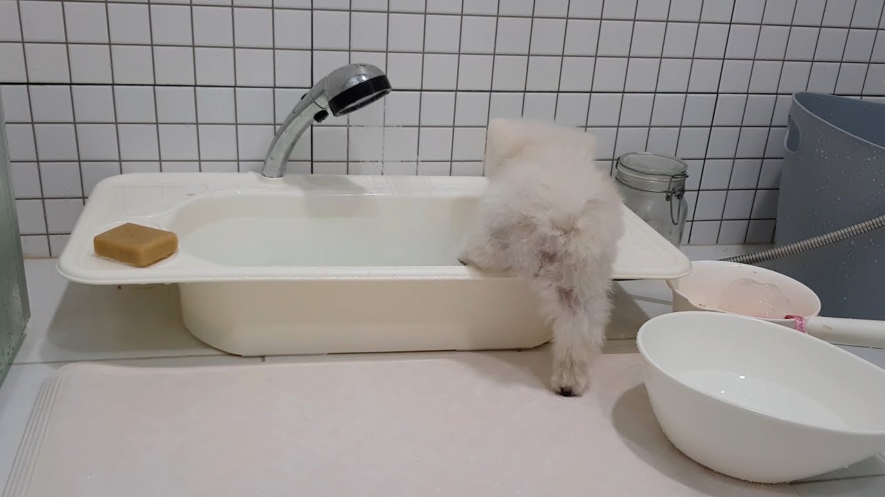 Puppy Gets In The Bath Herself And Relaxes