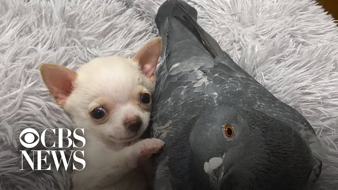Chihuahua And Pigeon Are Best Friends!