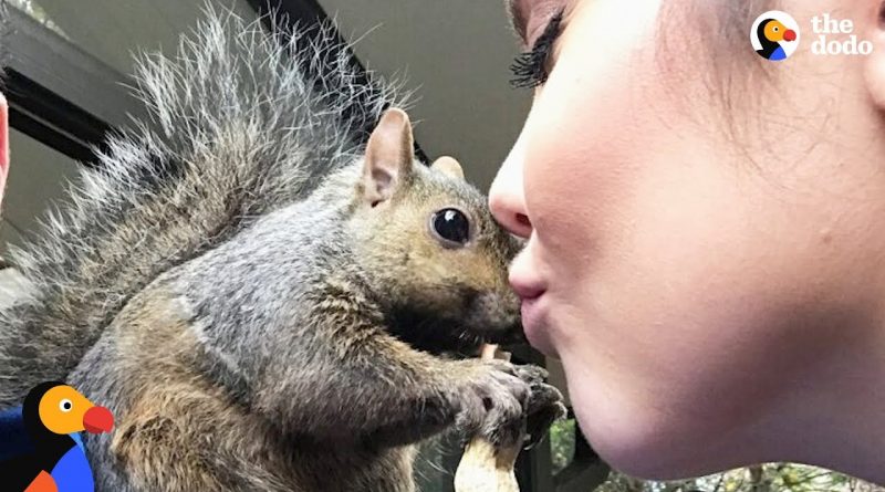 Squirrel Decides To Stay With His Human