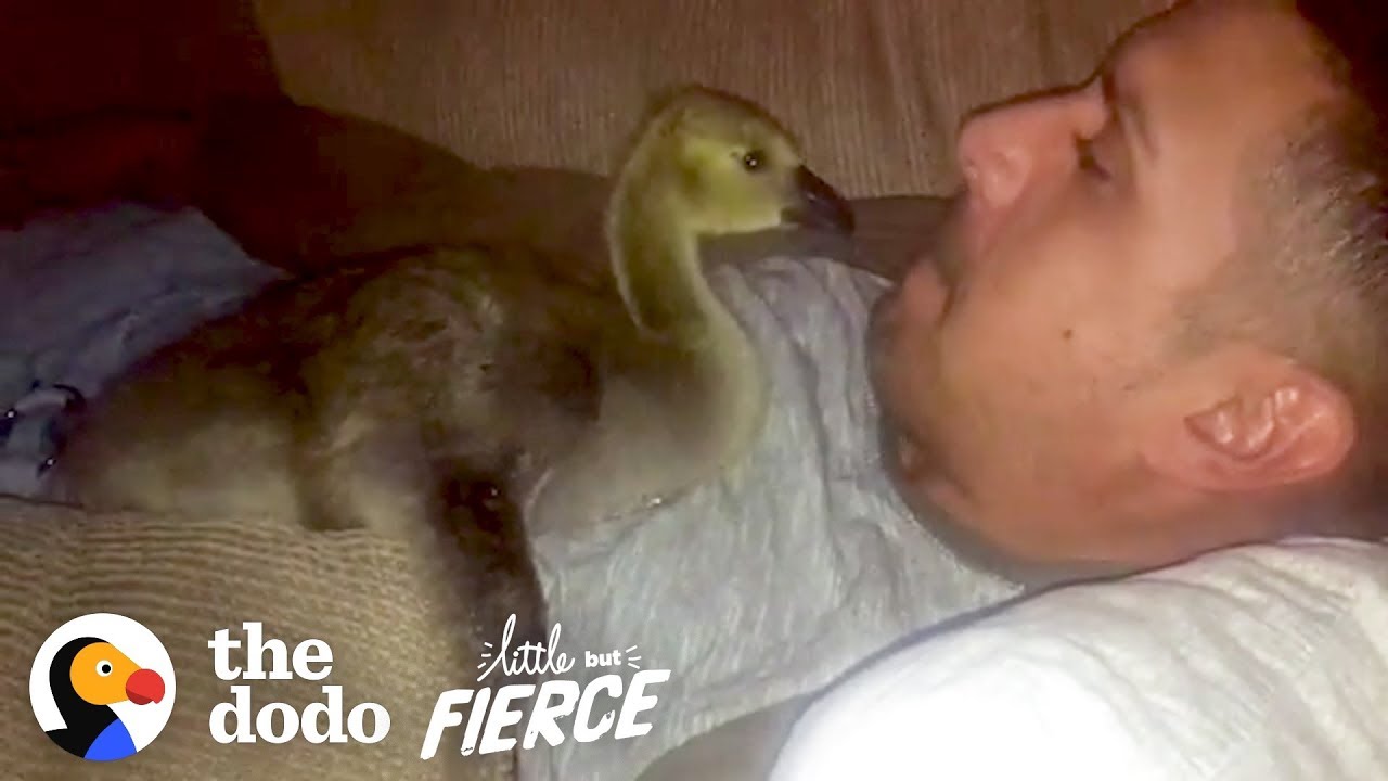 Jack The Goose Raised By Human
