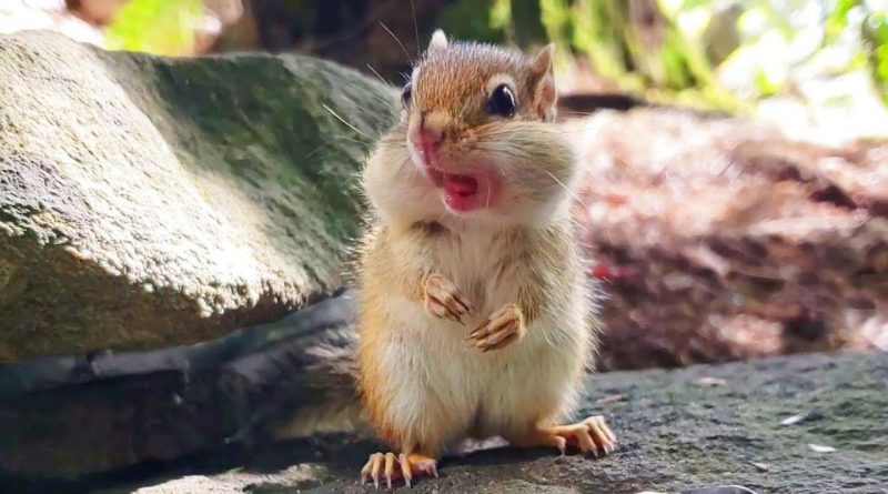 Baby Chipmunk Folds Her Ears Back When Eating