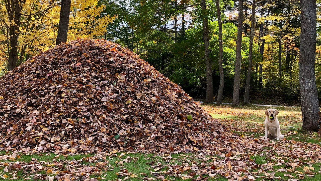 This Dog LOVES To Jump In Piles Of Leaves! Fresh Positivity