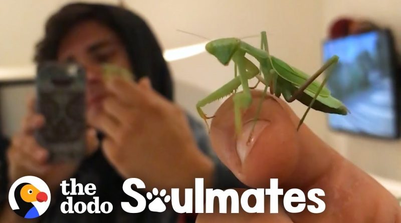 Man And Praying Mantis Become Best Friends!