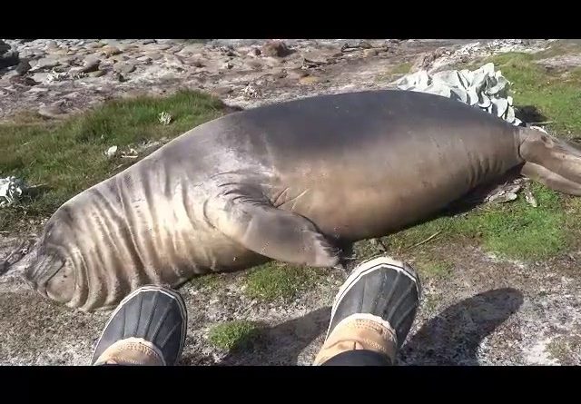 Elephant Seal Finds A Shortcut Down A Hill