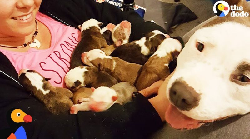 Dog Brings All Her Puppies To Her Human Friend