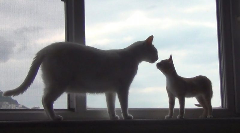 Kitten Tries To Stay Close To His New Big Brother Cat