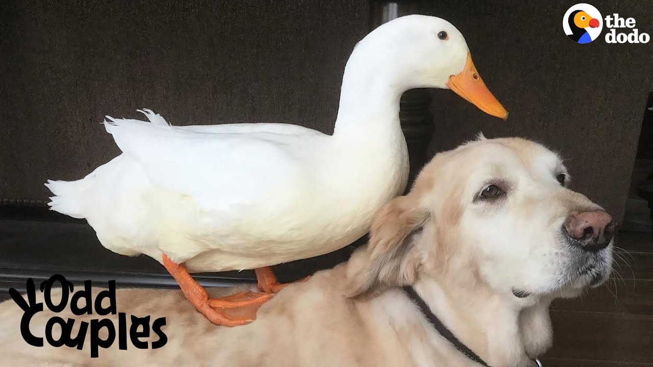 Dog And Duck Are Best Friends!