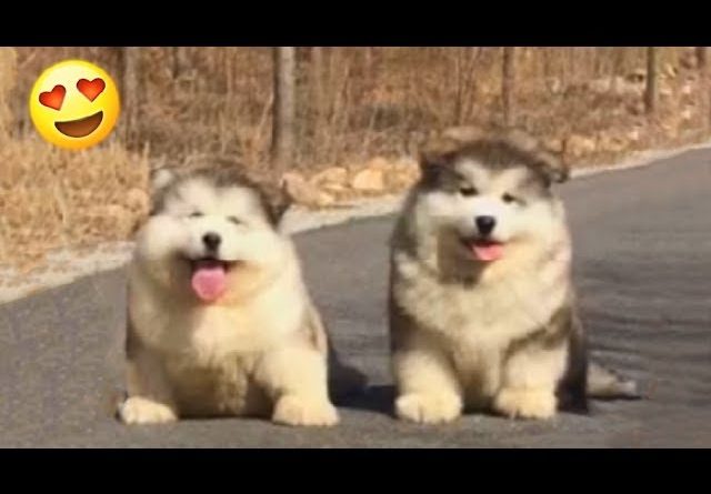 These May Be The Fluffiest Puppies Ever!