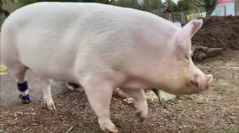 Bionic Pig Is Doing Well With New Foot
