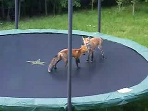 Foxes Jumping On Trampoline