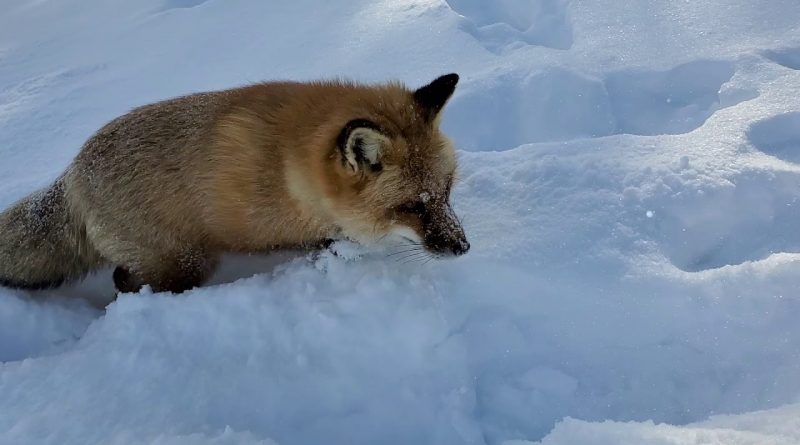Fox Likes To Play Hide And Seek In The Snow
