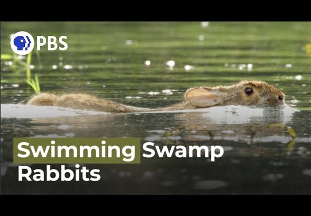 The Swamp Rabbit Is One Of The Rare Swimming Rabbits!