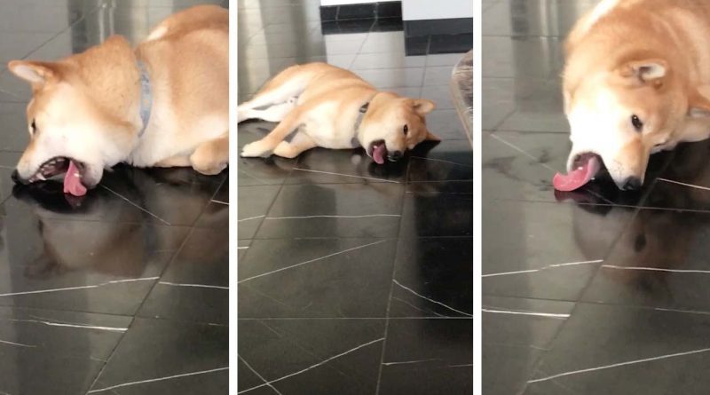 This Dog Chose A Strange Way To Mop The Floor