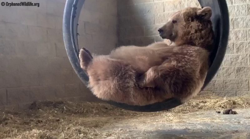 This Bear Is Quite The Relaxer