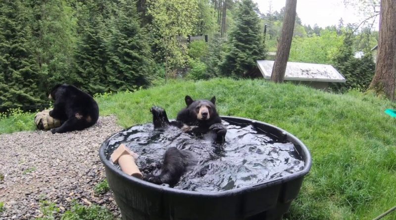 Black Bear Has Splashy Bath Time!