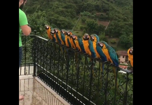 Man Feeds A Line Of Wild Parrots