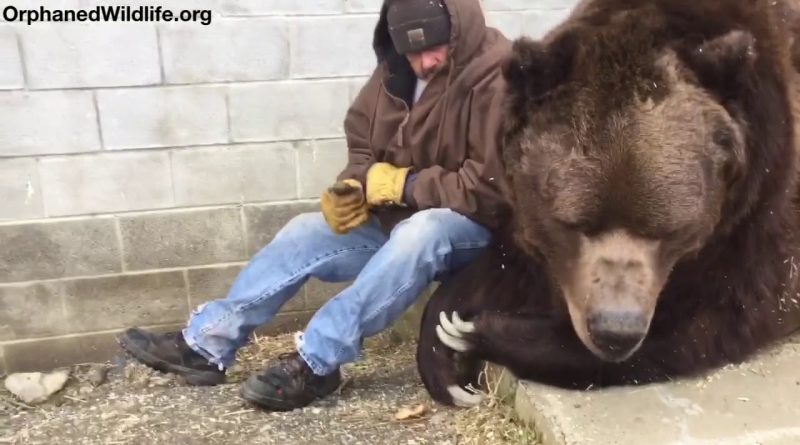 When Your Bear Needs A Little More Attention