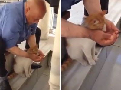 Man Helps Stray Cat Drink From A Fountain