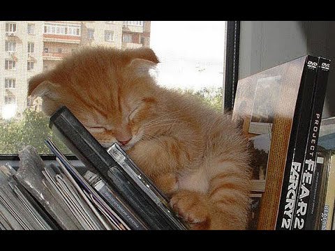 These Cats Will Sleep Anywhere