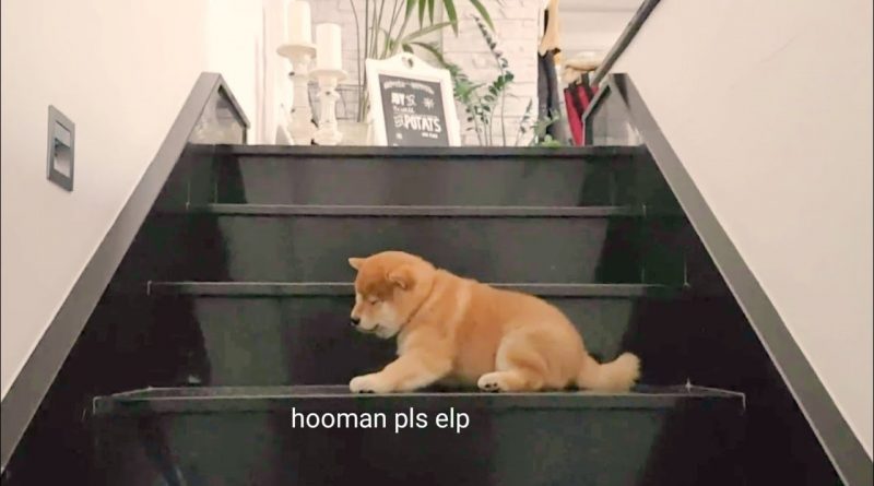 Puppy Learns How To Climb Stairs
