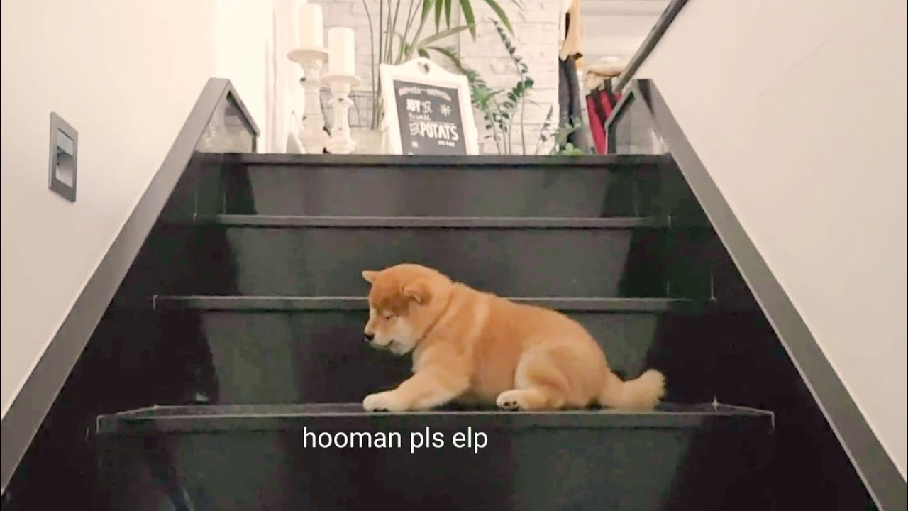 Puppy Learns How To Climb Stairs Fresh Positivity