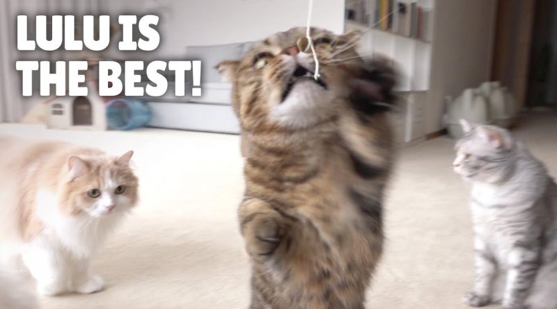 Which Kitty Will Win At Getting The Treat Hanging From A Balloon?