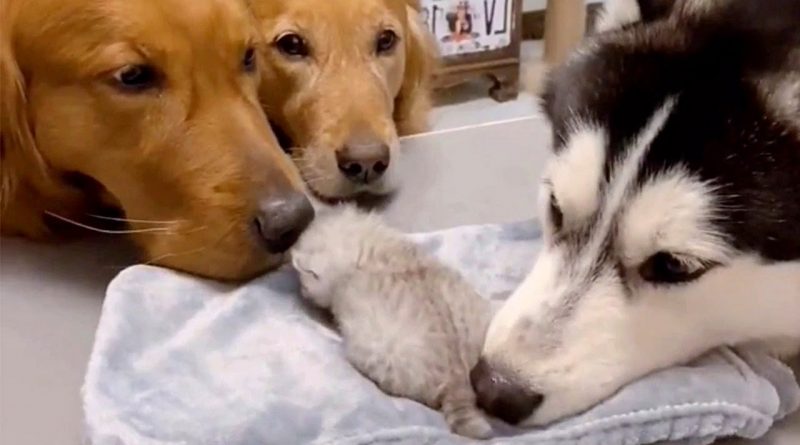 Baby Kitten Grows Up With Loving Dog Family