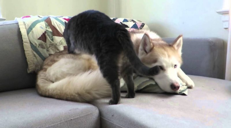 Cat Masseuse Gives Dog Massage