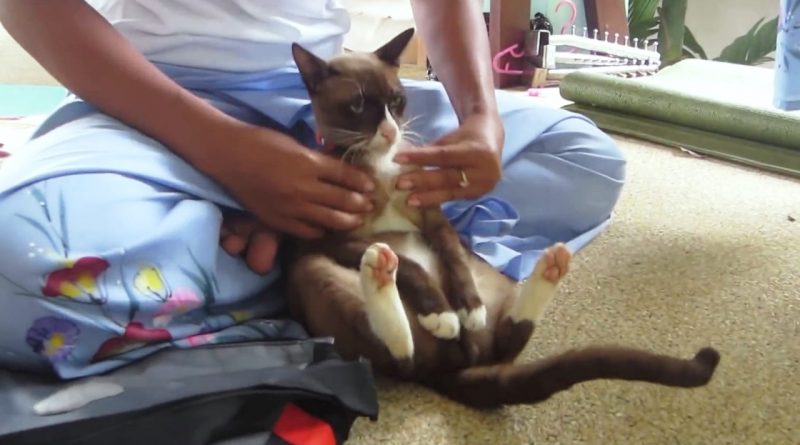 Cats Enjoying Getting Massaged