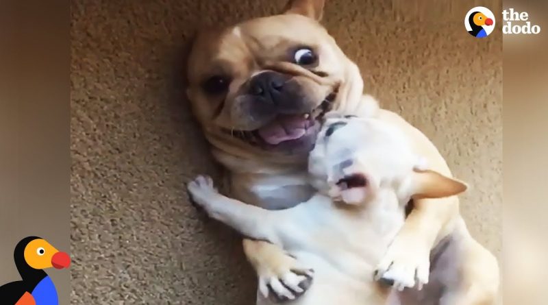 Funny French Bulldog Gets A New Brother
