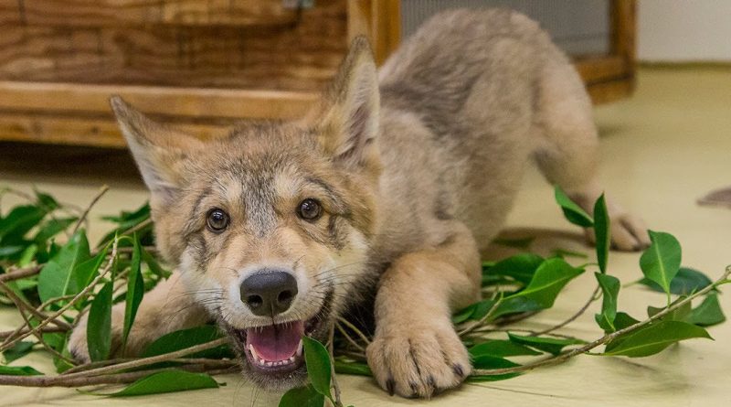 Wolf Puppies Are Adorable – Fresh Positivity