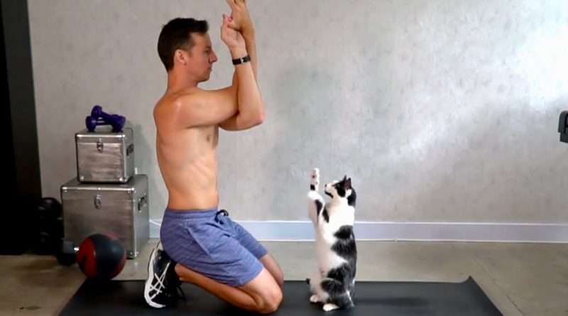 Cats Interrupting Exercise