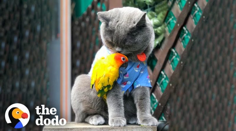 Cat And Parrot Are Best Friends