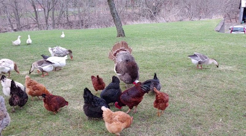 When A Circle Forms, Jimmy The Turkey Has To Dance