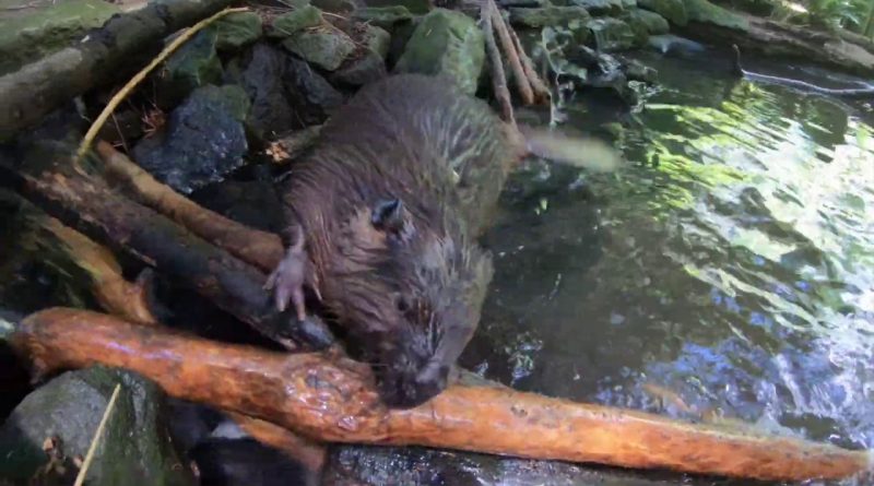 Beavers Build A Dam