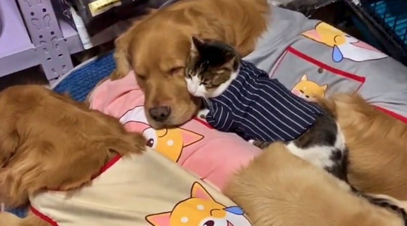 This Cat Loves Snuggling With Her Dog Friends