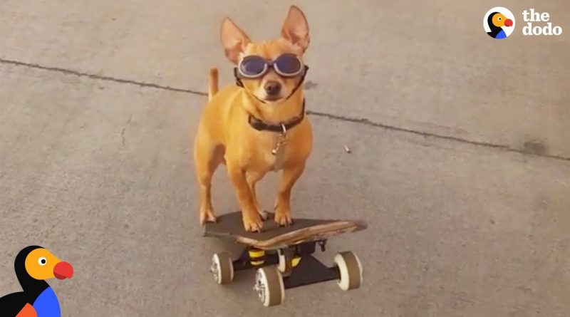 Brutis The Dog Loves Skateboarding 🐕 🛹