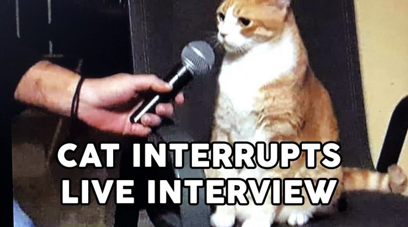 Cats Decide To Take Over Interviews