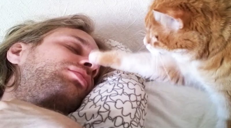 Cats Wake Their Humans With Paws And Cuddles