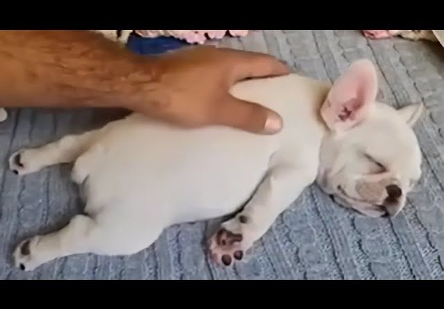 French Bulldog Puppy Sleeps In An Adorable Manner
