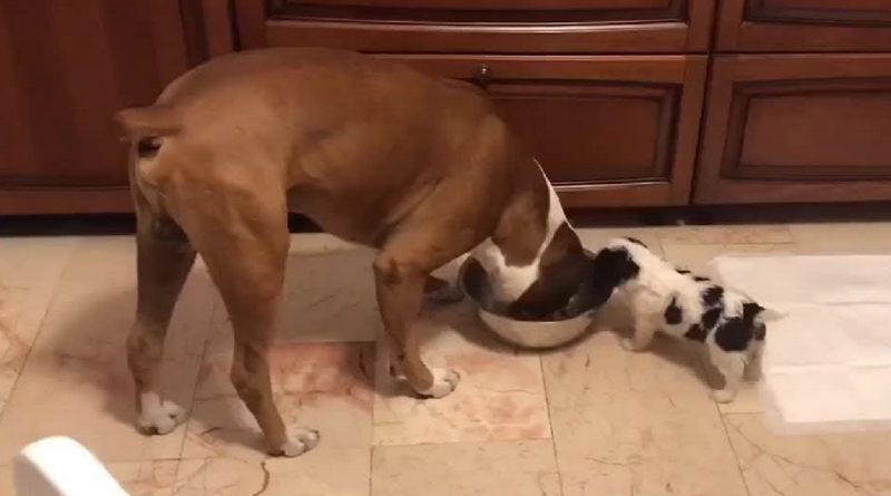 Tiny Puppy Takes The Food Bowl From Large Dog
