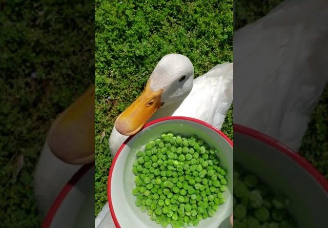These Ducks Love Peas!